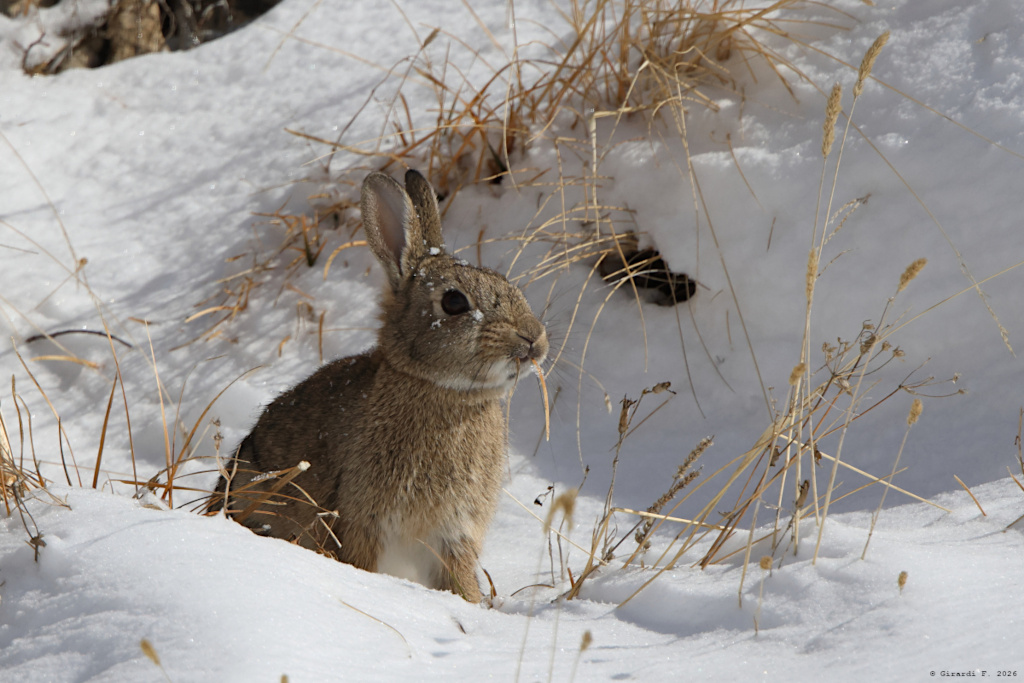 Minilepre/Coniglio selvatico (aiuto identificazione)